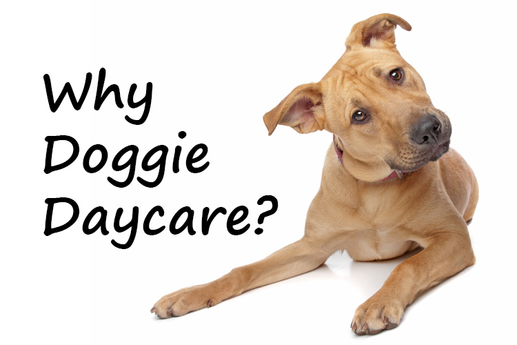 is doggy daycare good for your dog